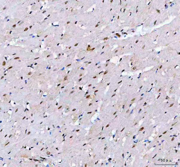 LEO1 Rabbit Polyclonal Antibody