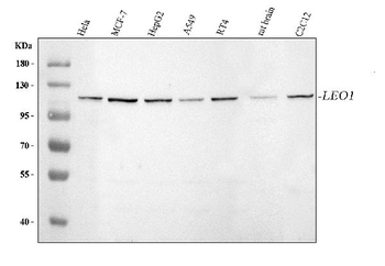 LEO1 Rabbit Polyclonal Antibody