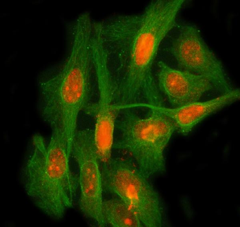 LEO1 Rabbit Polyclonal Antibody