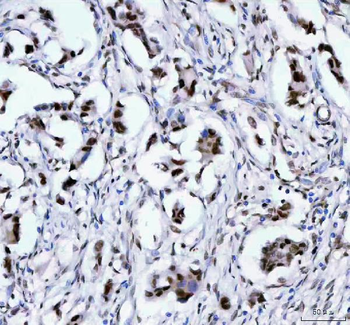 LEO1 Rabbit Polyclonal Antibody