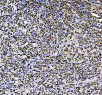 LEO1 Rabbit Polyclonal Antibody