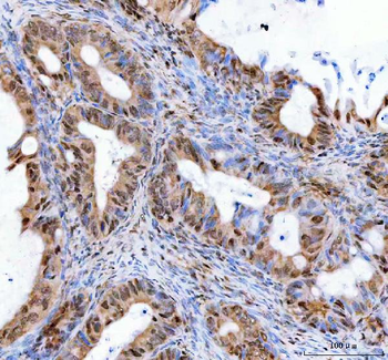 LEO1 Rabbit Polyclonal Antibody