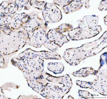 LEO1 Rabbit Polyclonal Antibody