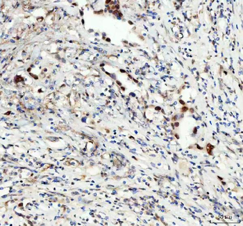 LEO1 Rabbit Polyclonal Antibody