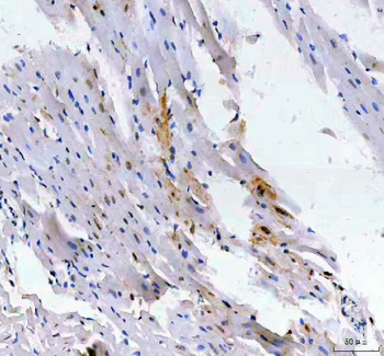 LEO1 Rabbit Polyclonal Antibody