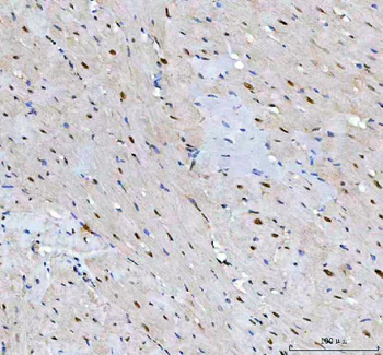 LEO1 Rabbit Polyclonal Antibody
