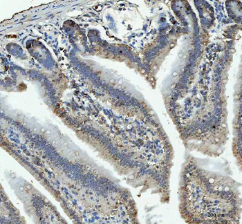 RPL18 Rabbit Polyclonal Antibody
