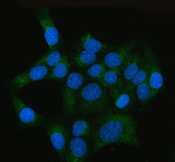 RRBP1 Rabbit Polyclonal Antibody