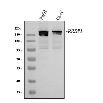 RRBP1 Rabbit Polyclonal Antibody