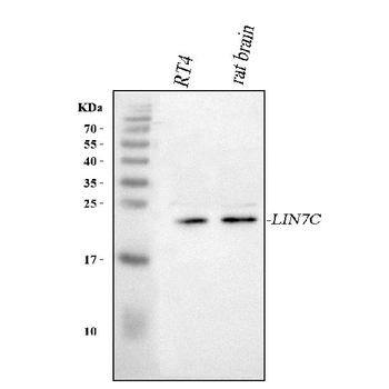 LIN7C Rabbit Polyclonal Antibody