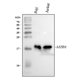 MZB1 Rabbit Polyclonal Antibody