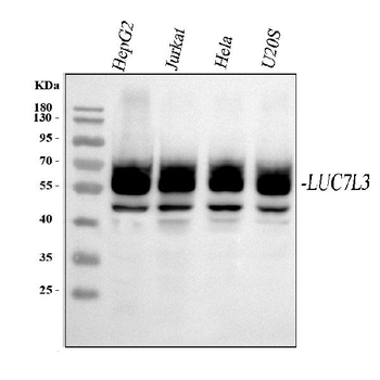 CROP/LUC7L3 Rabbit Polyclonal Antibody
