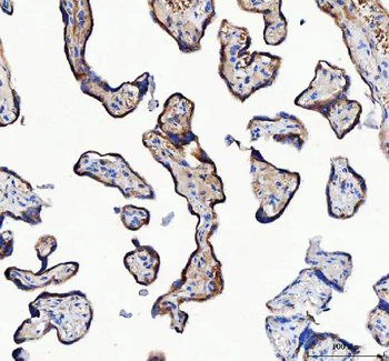 LRRC59 Rabbit Polyclonal Antibody