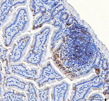 LRRC59 Rabbit Polyclonal Antibody