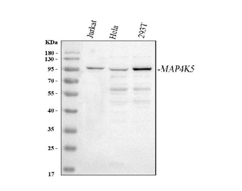 MAP4K5 Rabbit Polyclonal Antibody