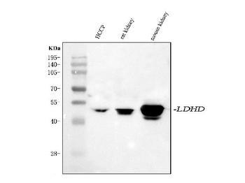LDHD Rabbit Polyclonal Antibody