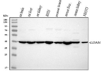 LDAH Rabbit Polyclonal Antibody