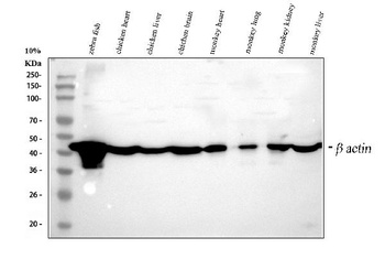 beta Actin/ACTB Rabbit Polyclonal Antibody