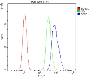 Cyclin D1/CCND1 Rabbit Polyclonal Antibody