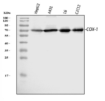COX1/Cyclooxygenase 1/PTGS1 Rabbit Polyclonal Antibody