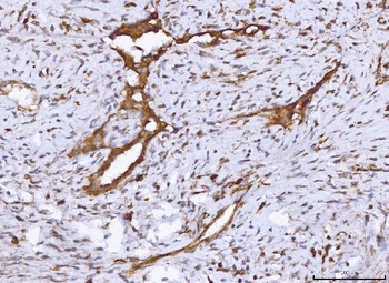 COX1/Cyclooxygenase 1/PTGS1 Rabbit Polyclonal Antibody