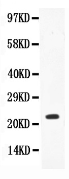 IL18 Rabbit Polyclonal Antibody