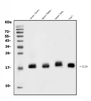 IL18 Rabbit Polyclonal Antibody