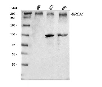 BRCA1 Rabbit Polyclonal Antibody