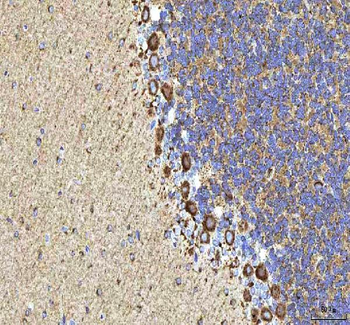 HCRT Rabbit Polyclonal Antibody