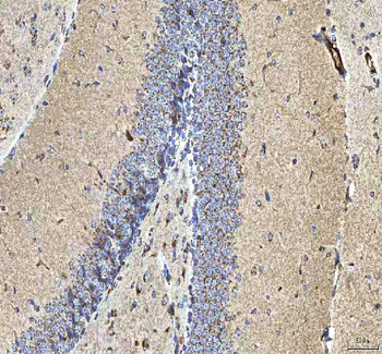 HCRT Rabbit Polyclonal Antibody