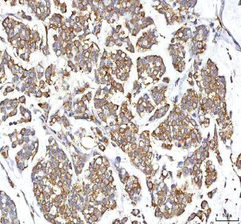 GOLGA7 Rabbit Polyclonal Antibody