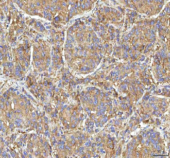 GOLGA7 Rabbit Polyclonal Antibody