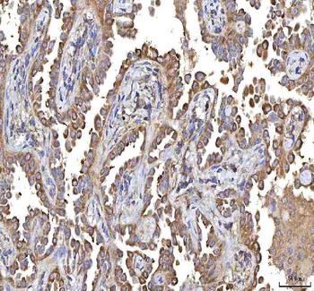 GOLGA7 Rabbit Polyclonal Antibody