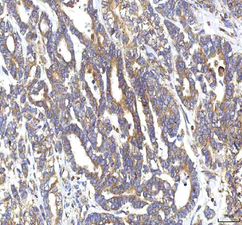 GOLGA7 Rabbit Polyclonal Antibody