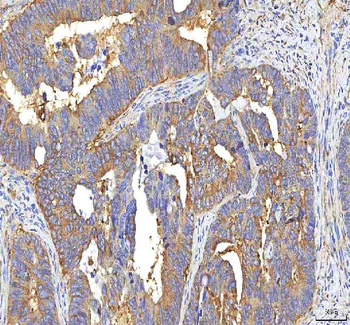 GOLGA7 Rabbit Polyclonal Antibody