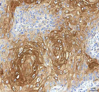 GOLGA7 Rabbit Polyclonal Antibody