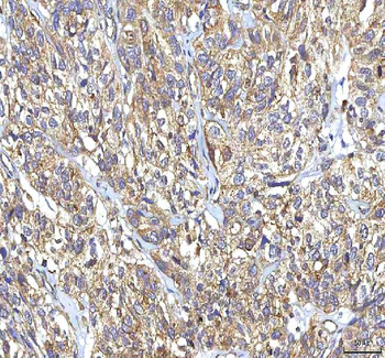 GOLGA7 Rabbit Polyclonal Antibody