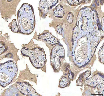 OCM Rabbit Polyclonal Antibody