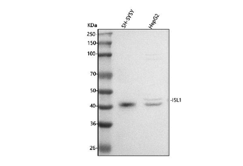 Islet 1/ISL1 Rabbit Polyclonal Antibody