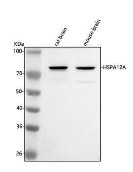 HSPA12A Rabbit Polyclonal Antibody