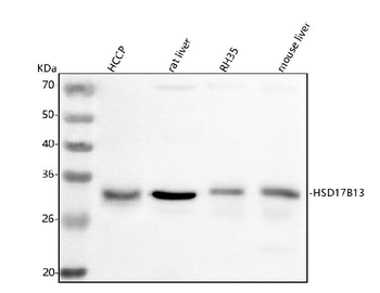 HSD17B13 Rabbit Polyclonal Antibody