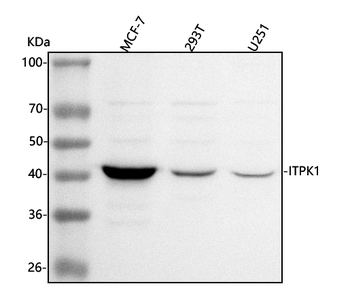 ITPK1 Rabbit Polyclonal Antibody