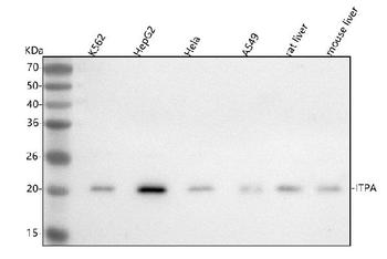 ITPA Rabbit Polyclonal Antibody