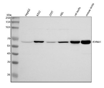 ISYNA1 Rabbit Polyclonal Antibody