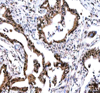 IPO9 Rabbit Polyclonal Antibody