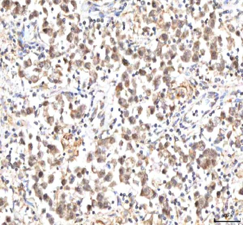 IPO9 Rabbit Polyclonal Antibody