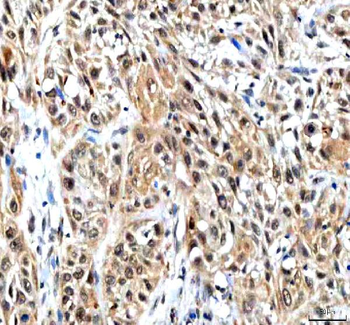 IPO9 Rabbit Polyclonal Antibody