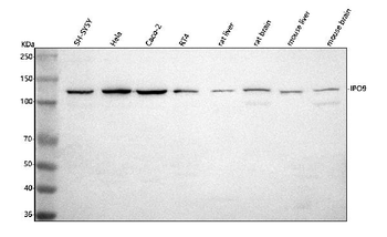 IPO9 Rabbit Polyclonal Antibody