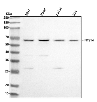 INTS14 Rabbit Polyclonal Antibody