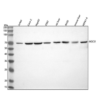 MOCS1 Rabbit Polyclonal Antibody